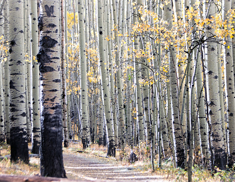 Aspen forest  in autumn