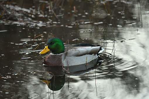 Male mallard duck floating on peaceful New England pond in fall, with copy space at top