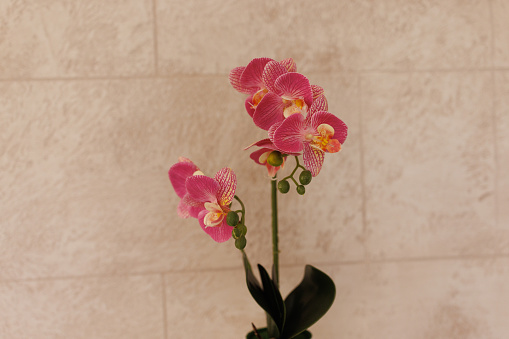 Flowering orchid in flower pot against beige wall at home