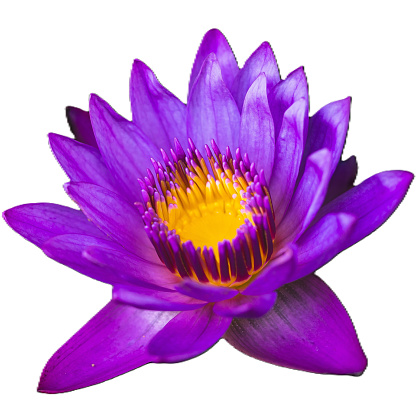 Nymphaea nouchali, Burm. f., purple, yellow flowers, die cut, white background, isolated.