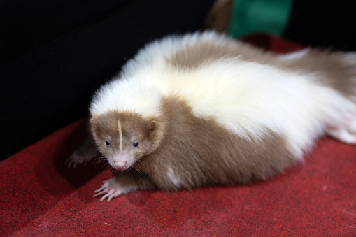 Close-up of a brown striped skunk on a red floor. Brown striped skunk resting.
