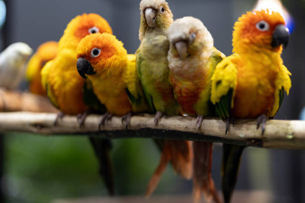 istock Colorful parrots looking at the camera. 1787013766