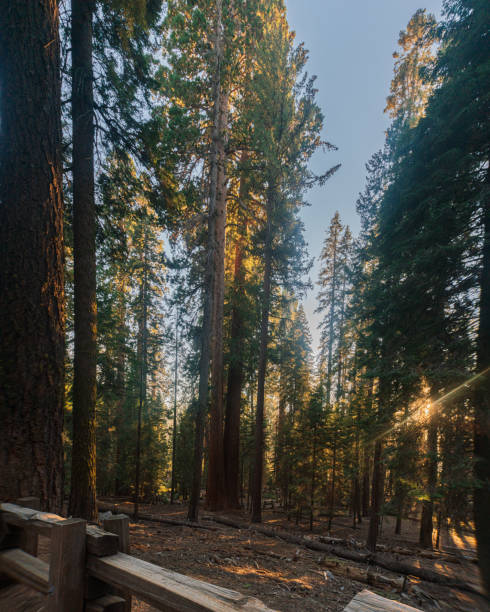 Sequoia National Park at Sunset in California