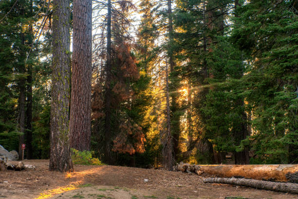 istock Sequoia National Park at Sunset in California 1787018050