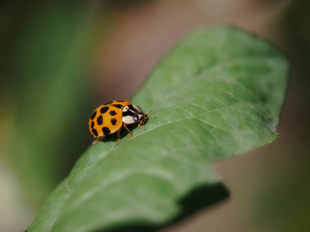 istock A ladybug sitting on a tree branch in a park, Poland 1787018054