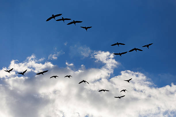 Geese flying in formation against the evening sky stock photo