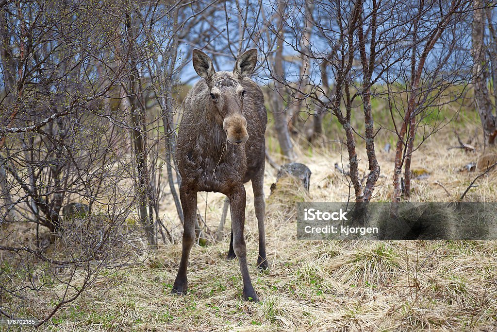 Wild Moose - Lizenzfrei Baum Stock-Foto