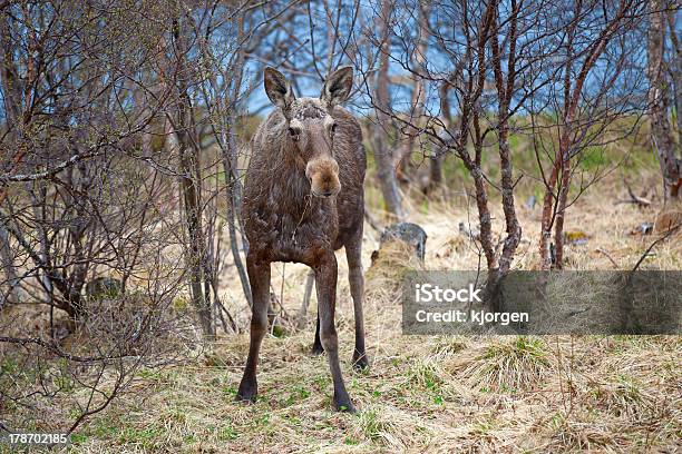 Wild Moose Stockfoto und mehr Bilder von Baum - Baum, Braun, Bulle - Männliches Tier