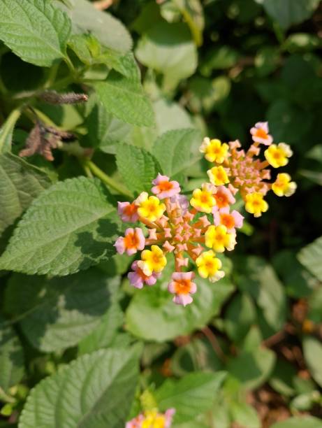 istock Pink yellow and many different colored flowers. 1787023257
