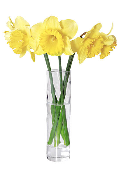 istock Beautiful spring flowers in vase: yellow  narcissus (Daffodil) 178702504
