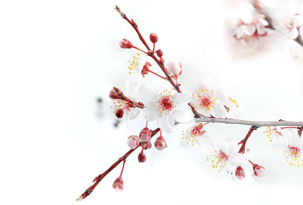 istock Branch with blossoms. Isolated on white background. 178702900
