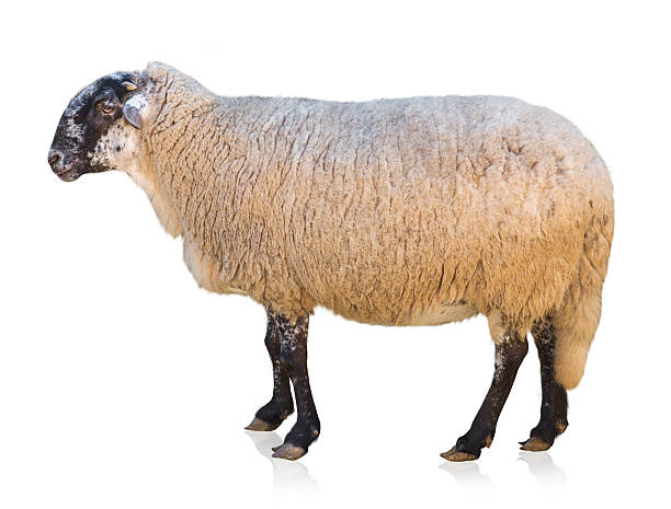 istock Portrait Of Goat 178703172