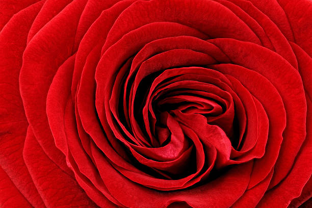 istock Beautiful red  rose flower. Closeup. 178703212