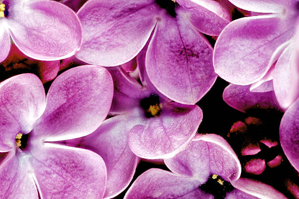 magnifique tas de lilas gros plan - quadriphyllous photos et images de collection