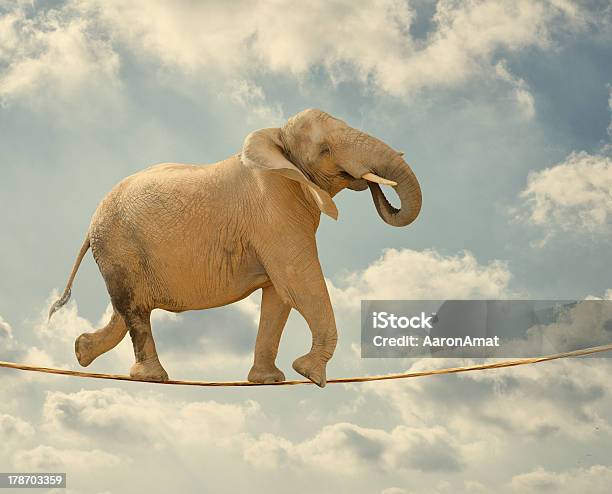 Elephant Walking On Rope Stock Photo - Download Image Now - Elephant, Animal, Balance