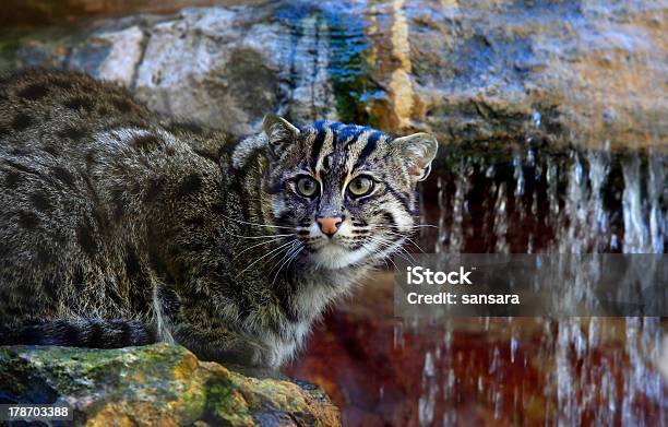 Foto de Gato Bengala e mais fotos de stock de Agilidade - Agilidade, Animais em Extinção, Animal