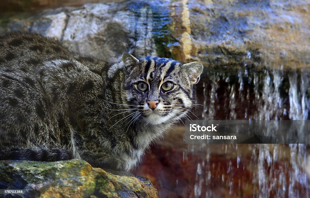 Трость cat - Стоковые фото Вымирающие виды роялти-фри