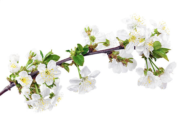 istock Branch of sprig with blossoms. Isolated on white background. 178703520
