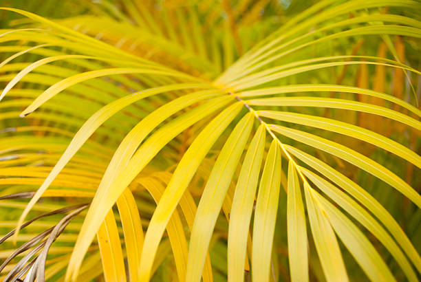 Folhas de palmeira - foto de acervo