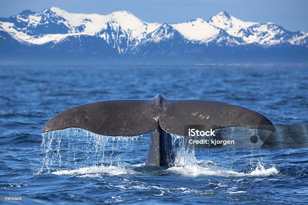 Ballena de extremo - Foto de stock de Ballena cachalote libre de derechos