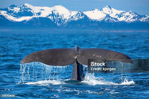 Ballena De Extremo Foto de stock y más banco de imágenes de Ballena cachalote - Ballena cachalote, Ballena, Lofoten