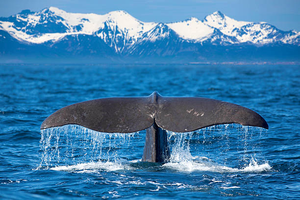 Whale tail The tail of a Sperm Whale diving lofoten and vesteral islands photos stock pictures, royalty-free photos & images