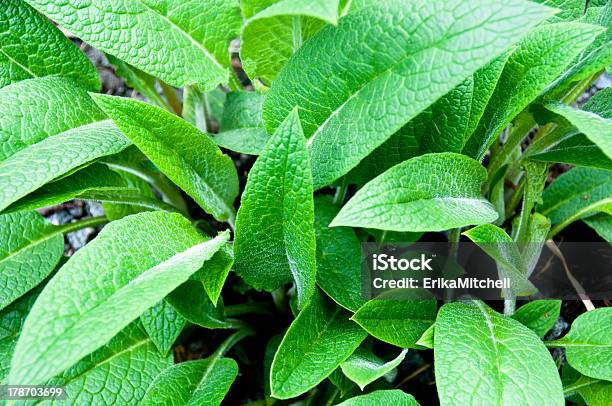 Comfrey In The Garden Stock Photo - Download Image Now - Comfrey, Beauty In Nature, Flowerbed