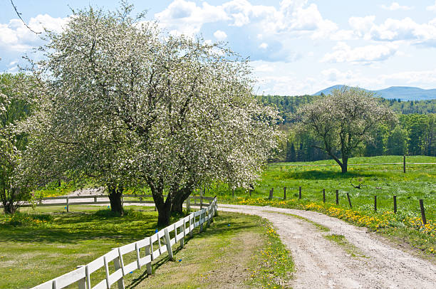 Road through an old orchard in spring stock photo