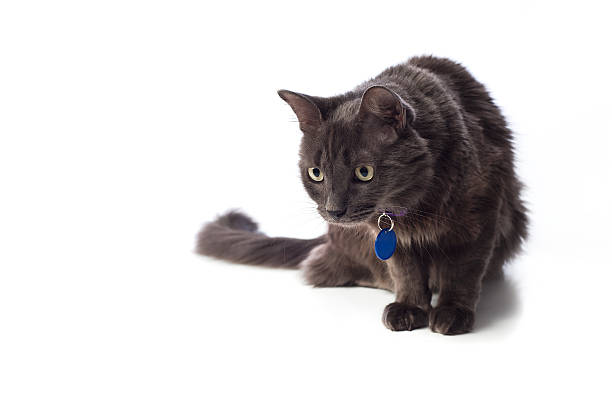 gray cat acechar nebelung - longhair cat fotografías e imágenes de stock