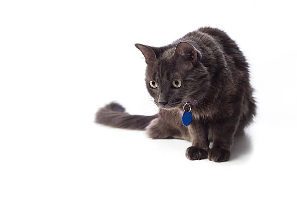 серый nebelung кошка подкрадываться - longhair cat стоковые фото и изображения