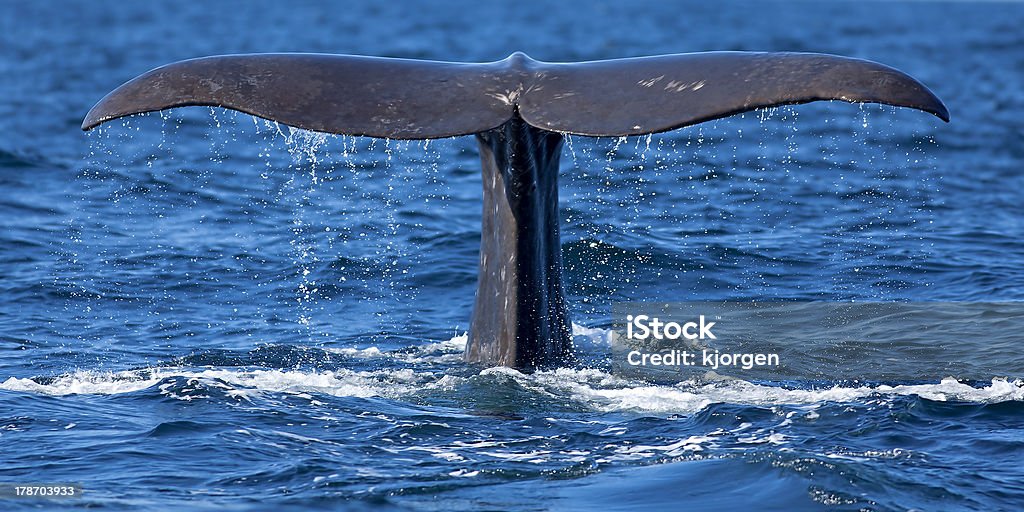 Nageoire de baleine - Photo de Cachalot libre de droits