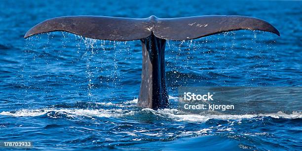 Photo libre de droit de Nageoire De Baleine banque d'images et plus d'images libres de droit de Cachalot - Cachalot, Baleine, De grande taille