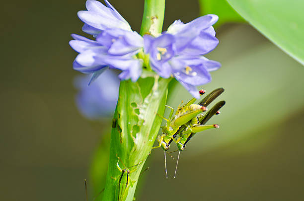 gody locust (oxya japonica - locust two animals insect pest zdjęcia i obrazy z banku zdjęć