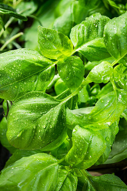 istock Closeup of fresh basil with dewdrop 178704055