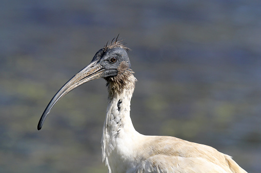 Close up portrait of an Australian white ibis bird