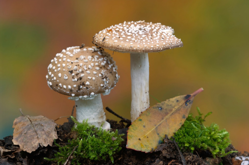 Mushrooms and Autumn