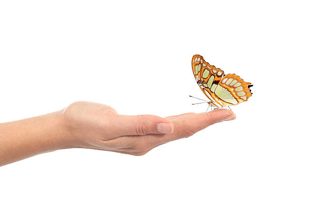 piękna kobieta z motyl na rękę - malachite butterfly zdjęcia i obrazy z banku zdjęć