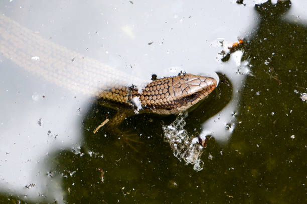 istock Garden lizard trapped in a pond, garden lizard which is another name for Eutropis multifasciata 1787052268