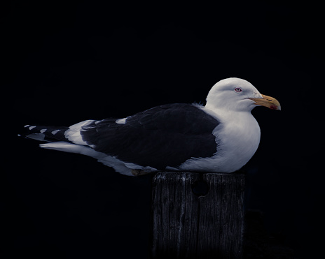 Black background southern black backed gull close up shot