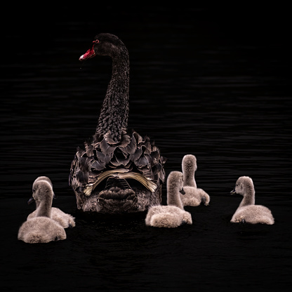 Black background black swan and cygnets