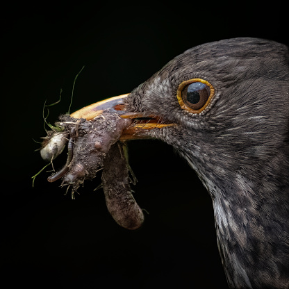 Black background close up shot of blackbird feeding