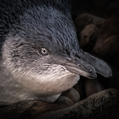 Black background Little blue fairy penguin korora close up shot