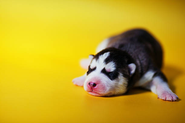 husky stock photo