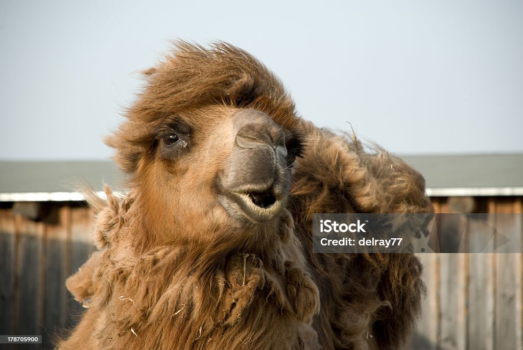 Cammello della Battriana s head - Foto stock royalty-free di Animale