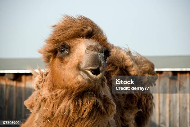 Cammello Della Battriana S Head - Fotografie stock e altre immagini di Animale - Animale, Animale da lavoro, Asia