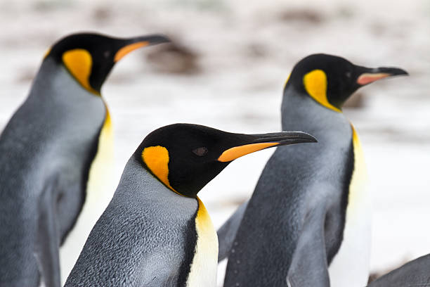istock Three King penguins walking on the beach - closeup 178705965