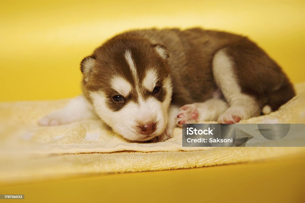 husky - Foto stock royalty-free di Amicizia