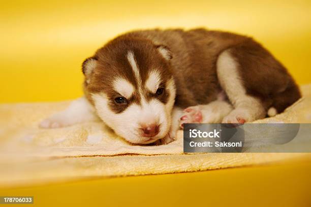 Husky - Fotografias de stock e mais imagens de Amizade - Amizade, Animal, Animal de Estimação
