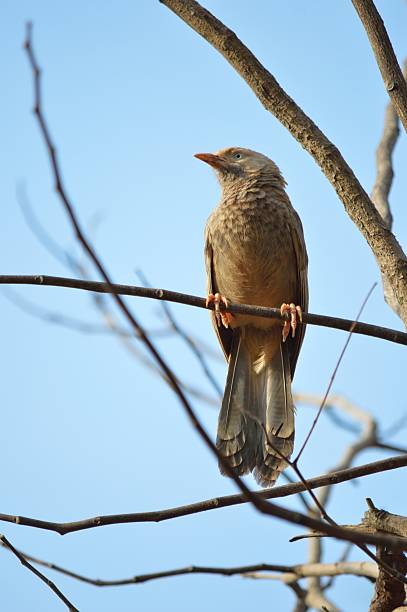 Babbler dourado único - fotografia de stock