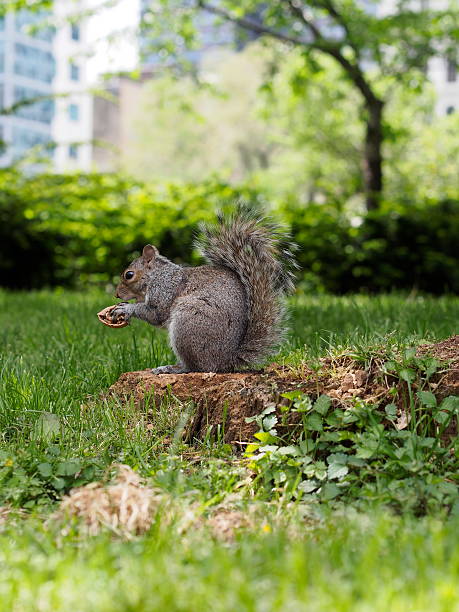 Squirrel in city park stock photo